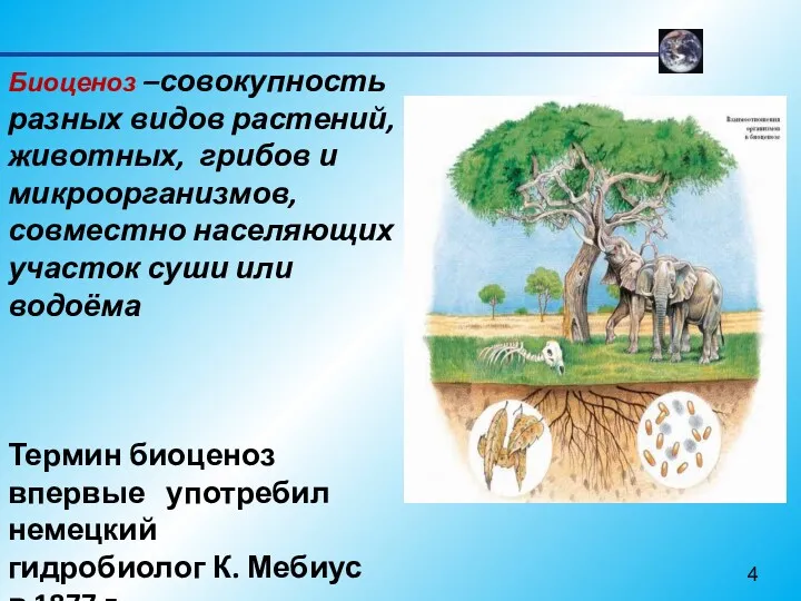 Биоценоз –совокупность разных видов растений, животных, грибов и микроорганизмов, совместно