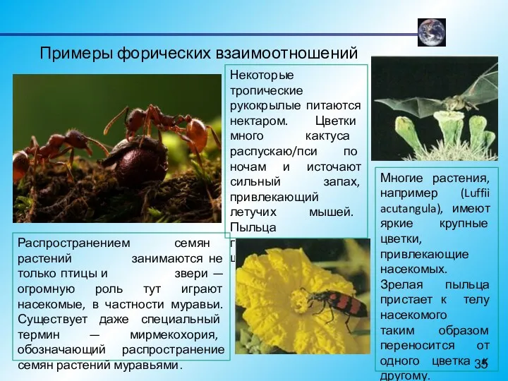 Примеры форических взаимоотношений Распространением семян растений занимаются не только птицы