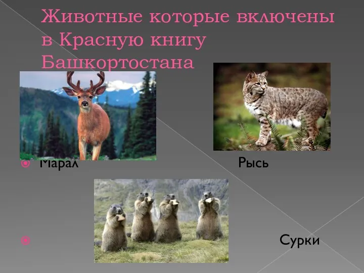 Животные которые включены в Красную книгу Башкортостана Марал Рысь Сурки