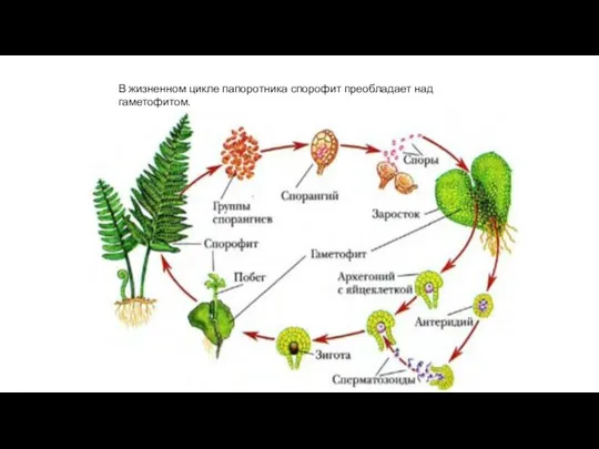 В жизненном цикле папоротника спорофит преобладает над гаметофитом.