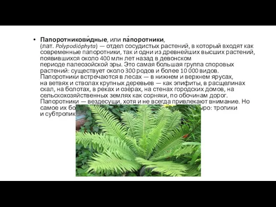 Папоротникови́дные, или па́поротники, (лат. Polypodióphyta) — отдел сосудистых растений, в который входят как