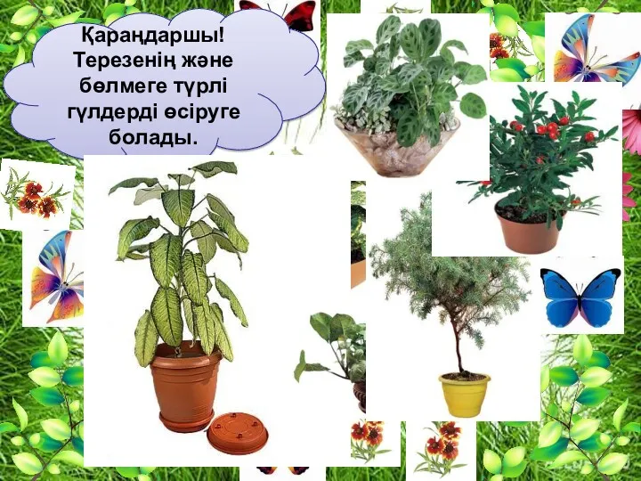 Қараңдаршы! Терезенің және бөлмеге түрлі гүлдерді өсіруге болады.