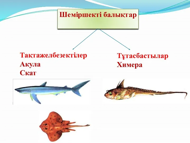 Шеміршекті балықтар Тақтажелбезектілер Акула Скат Тұтасбастылар Химера