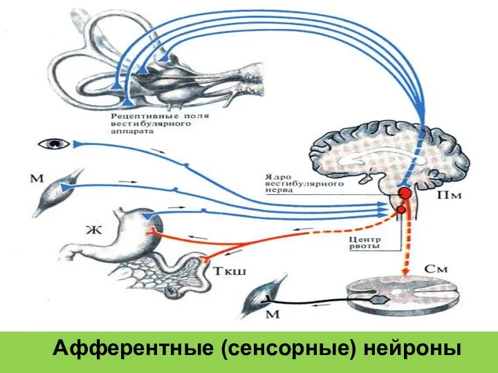 Афферентные (сенсорные) нейроны