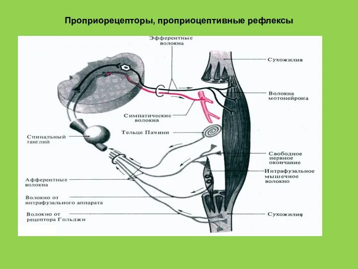 Проприорецепторы, проприоцептивные рефлексы