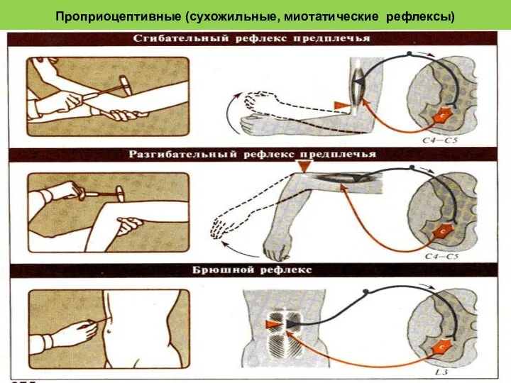 Проприоцептивные (сухожильные, миотатические рефлексы)