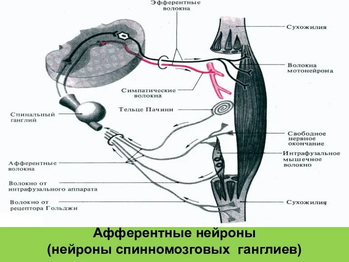 Афферентные нейроны (нейроны спинномозговых ганглиев)