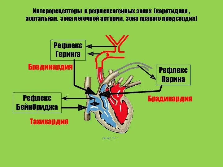 Интерорецепторы в рефлексогенных зонах (каротидная , аортальная, зона легочной артерии,