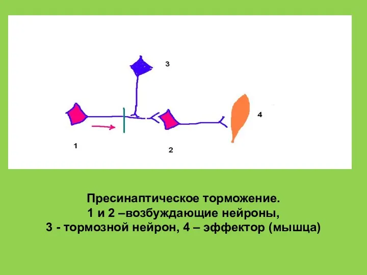 Пресинаптическое торможение. 1 и 2 –возбуждающие нейроны, 3 - тормозной нейрон, 4 – эффектор (мышца)