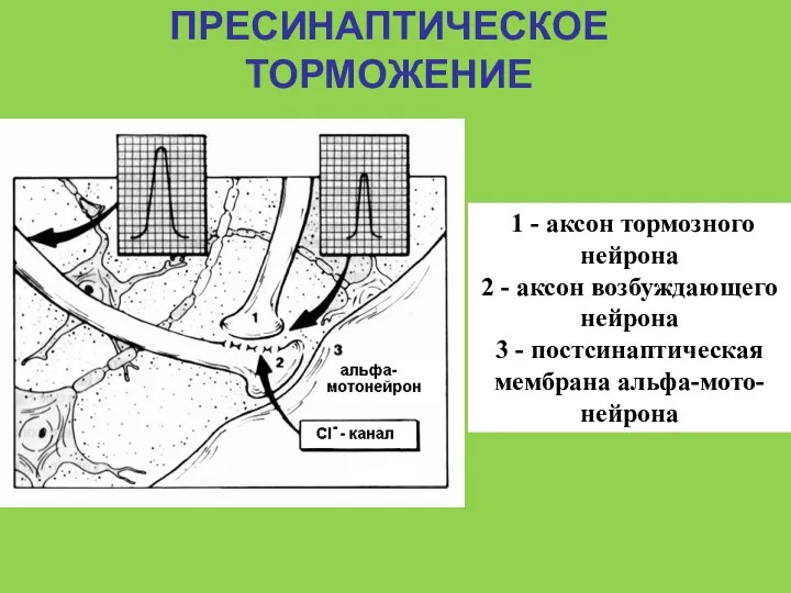 ПРЕСИНАПТИЧЕСКОЕ ТОРМОЖЕНИЕ 1 - аксон тормозного нейрона 2 - аксон