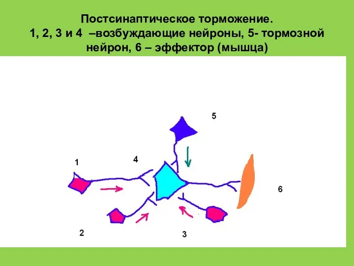 Постсинаптическое торможение. 1, 2, 3 и 4 –возбуждающие нейроны, 5- тормозной нейрон, 6 – эффектор (мышца)