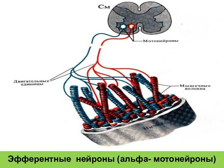 Эфферентные нейроны (альфа- мотонейроны)