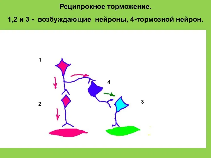 Реципрокное торможение. 1,2 и 3 - возбуждающие нейроны, 4-тормозной нейрон.