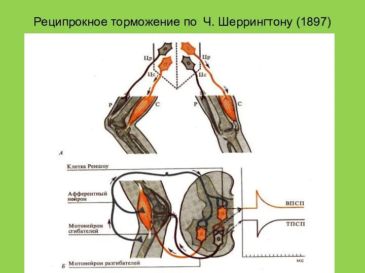 Реципрокное торможение по Ч. Шеррингтону (1897)