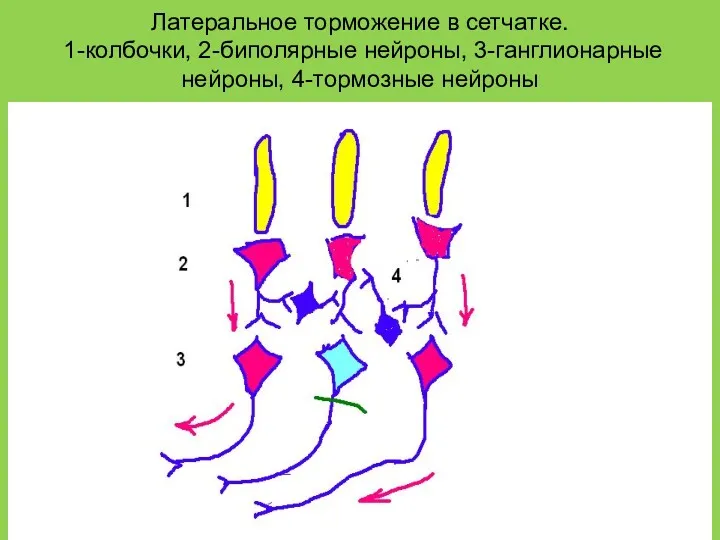 Латеральное торможение в сетчатке. 1-колбочки, 2-биполярные нейроны, 3-ганглионарные нейроны, 4-тормозные нейроны