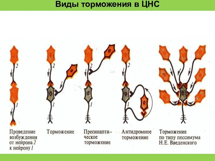 Виды торможения в ЦНС