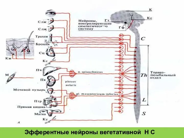 Эфферентные нейроны вегетативной Н С