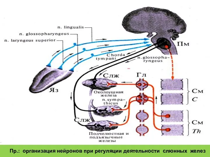 Пр.: организация нейронов при регуляции деятельности слюнных желез