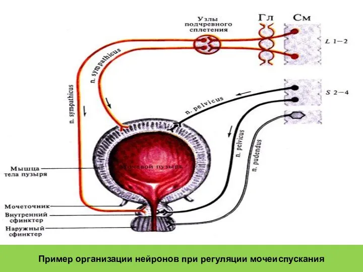 Пример организации нейронов при регуляции мочеиспускания