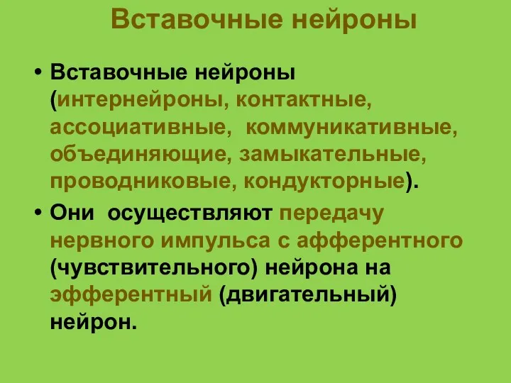 Вставочные нейроны Вставочные нейроны (интернейроны, контактные, ассоциативные, коммуникативные, объединяющие, замыкательные,