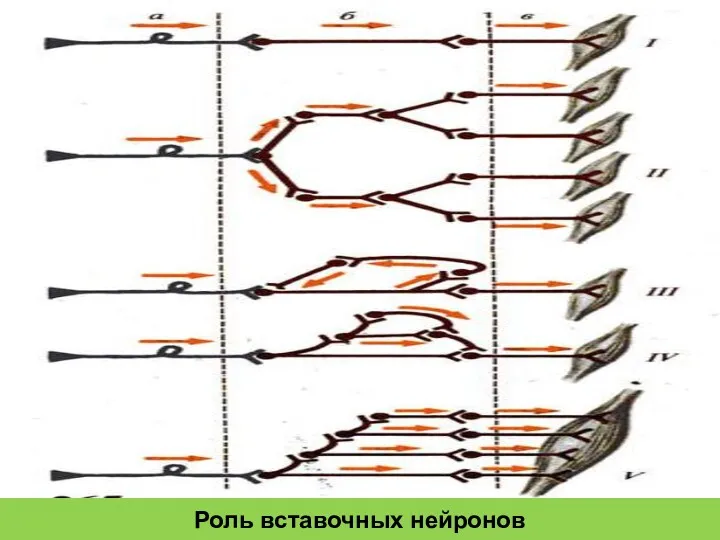 Роль вставочных нейронов