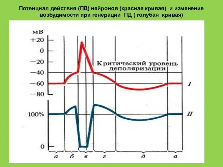 Потенциал действия (ПД) нейронов (красная кривая) и изменение возбудимости при генерации ПД ( голубая кривая)