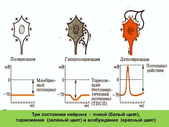 Три состояния нейрона - покой (белый цвет), торможение (зеленый цвет) и возбуждение (красный цвет)