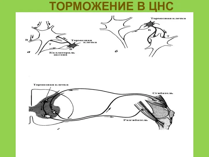 ТОРМОЖЕНИЕ В ЦНС