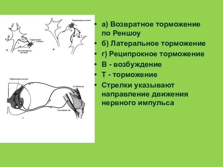 а) Возвратное торможение по Реншоу б) Латеральное торможение г) Реципрокное