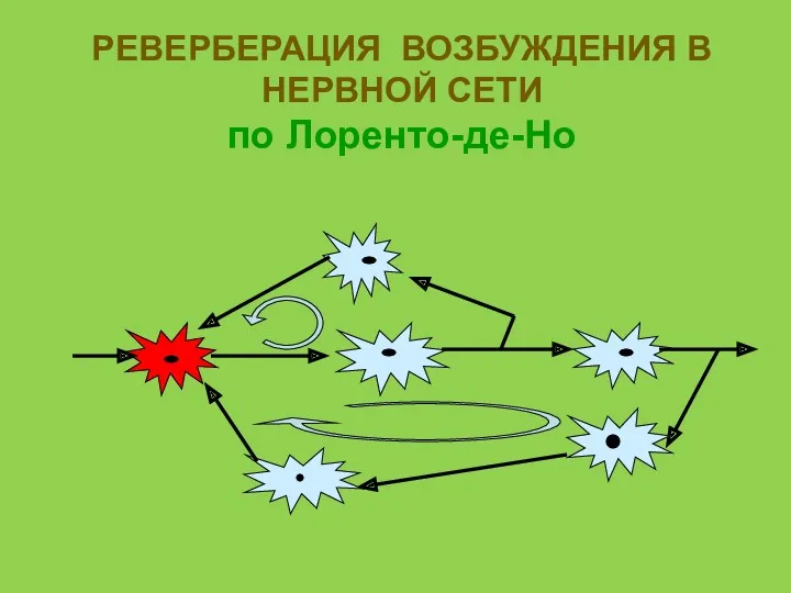 РЕВЕРБЕРАЦИЯ ВОЗБУЖДЕНИЯ В НЕРВНОЙ СЕТИ по Лоренто-де-Но