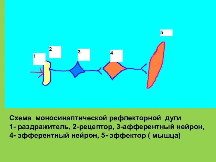 Схема моносинаптической рефлекторной дуги 1- раздражитель, 2-рецептор, 3-афферентный нейрон, 4- эфферентный нейрон, 5- эффектор ( мышца)