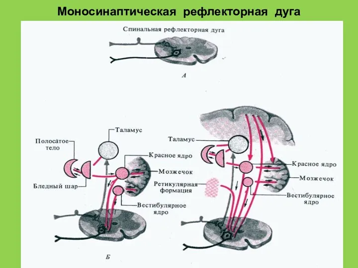 Моносинаптическая рефлекторная дуга