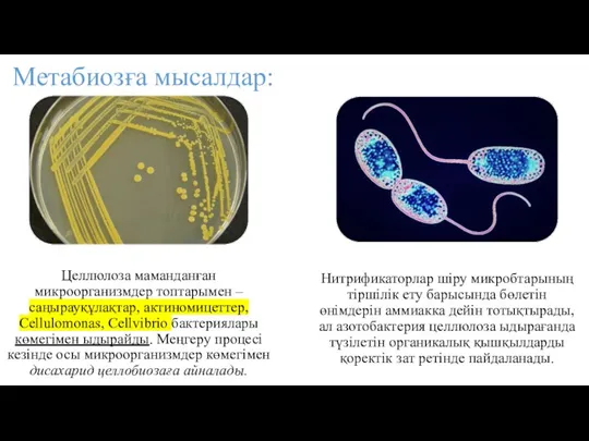 Метабиозға мысалдар: