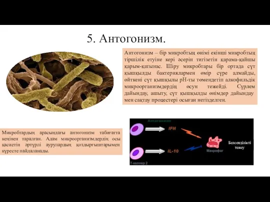 5. Антогонизм. Антогонизм – бір микробтың өнімі екінші микробтың тіршілік