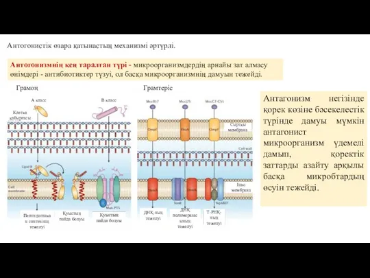 Антогонистік өзара қатынастың механизмі әртүрлі. Антогонизмнің кең таралған түрі -