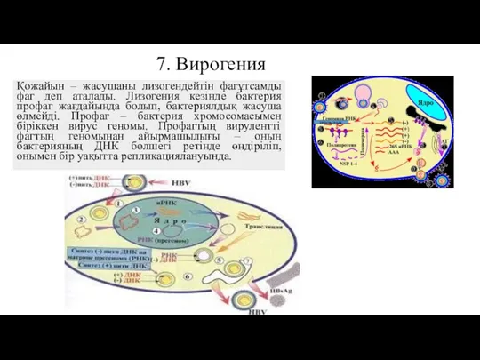 7. Вирогения Қожайын – жасушаны лизогендейтін фагұтсамды фаг деп аталады.