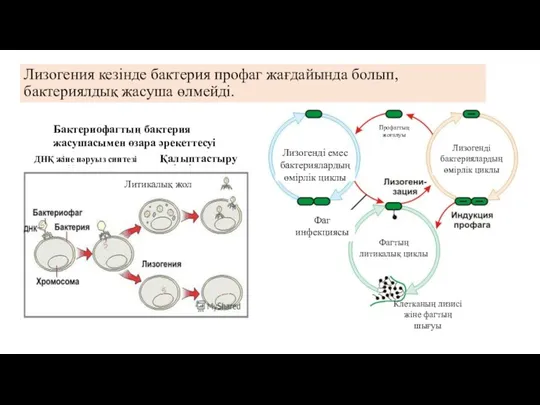 Лизогения кезінде бактерия профаг жағдайында болып, бактериялдық жасуша өлмейді. Бактериофагтың