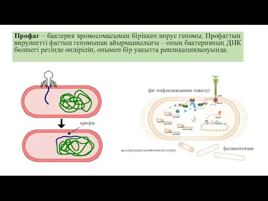 Профаг – бактерия хромосомасымен біріккен вирус геномы. Профагтың вирулентті фагтың