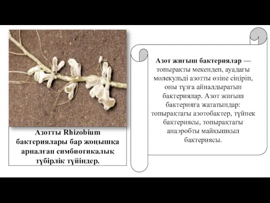 Азотты Rhizobium бактериялары бар жоңышқа арналған симбиотикалық түбірлік түйіндер. Азот