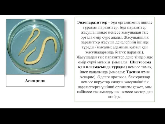 Аскарида Эндопаразиттер - бұл организмнің ішінде тұратын паразиттер. Бұл паразиттер