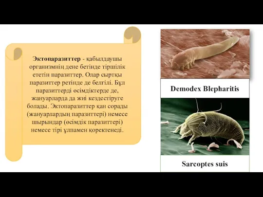 Эктопаразиттер - қабылдаушы организмнің дене бетінде тіршілік ететін паразиттер. Олар