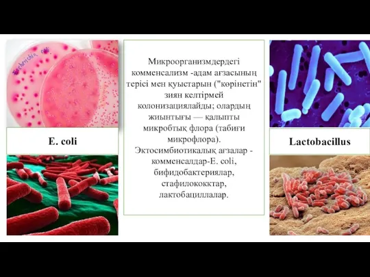 Микроорганизмдердегі комменсализм -адам ағзасының терісі мен қуыстарын ("көрінетін" зиян келтірмей