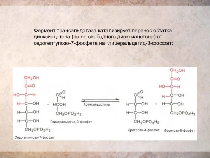 Фермент трансальдолаза катализирует перенос остатка диоксиацетона (но не свободного диоксиацетона) от седогептулозо-7-фосфата на глицеральдегид-3-фосфат:
