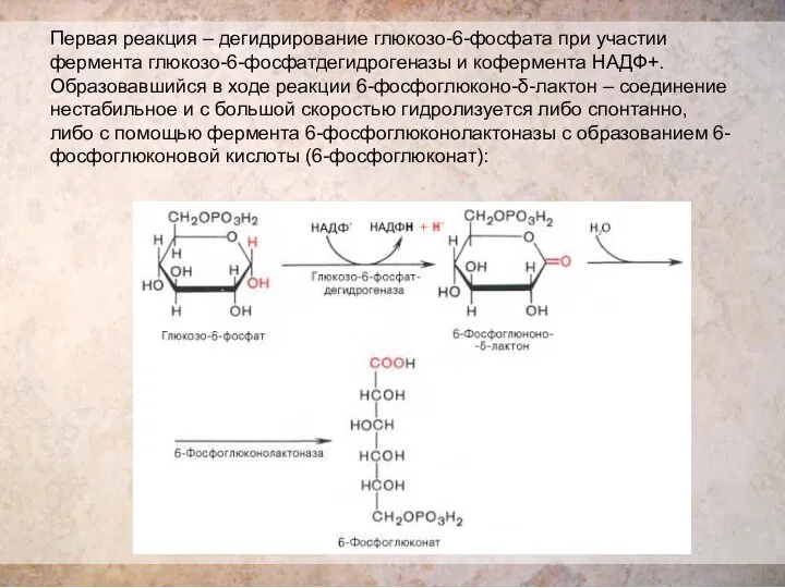 Первая реакция – дегидрирование глюкозо-6-фосфата при участии фермента глюкозо-6-фосфатдегидрогеназы и кофермента НАДФ+. Образовавшийся
