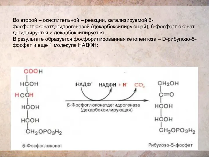 Во второй – окислительной – реакции, катализируемой 6-фосфоглюконатдегидрогеназой (декарбоксилирующей), 6-фосфоглюконат дегидрируется и декарбоксилируется.