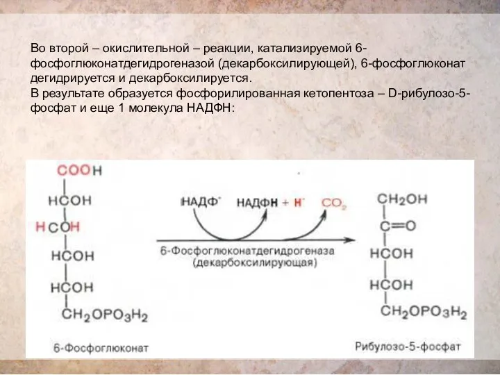 Во второй – окислительной – реакции, катализируемой 6-фосфоглюконатдегидрогеназой (декарбоксилирующей), 6-фосфоглюконат