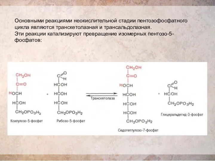 Основными реакциями неокислительной стадии пентозофосфатного цикла являются транскетолазная и трансальдолазная. Эти реакции катализируют превращение изомерных пентозо-5-фосфатов: