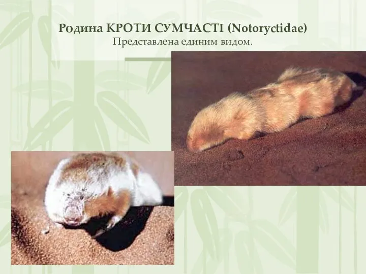 Родина КРОТИ СУМЧАСТІ (Notoryctidae) Представлена единим видом.
