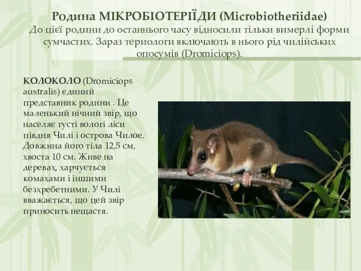 Родина МІКРОБІОТЕРІЇДИ (Microbiotheriidae) До цієї родини до останнього часу відносили