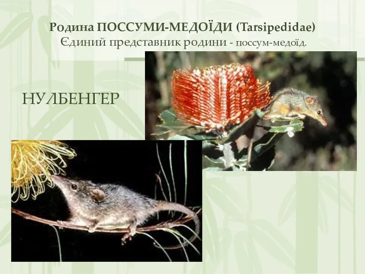 Родина ПОССУМИ-МЕДОЇДИ (Tarsipedidae) Єдиний представник родини - поссум-медоїд. НУЛБЕНГЕР